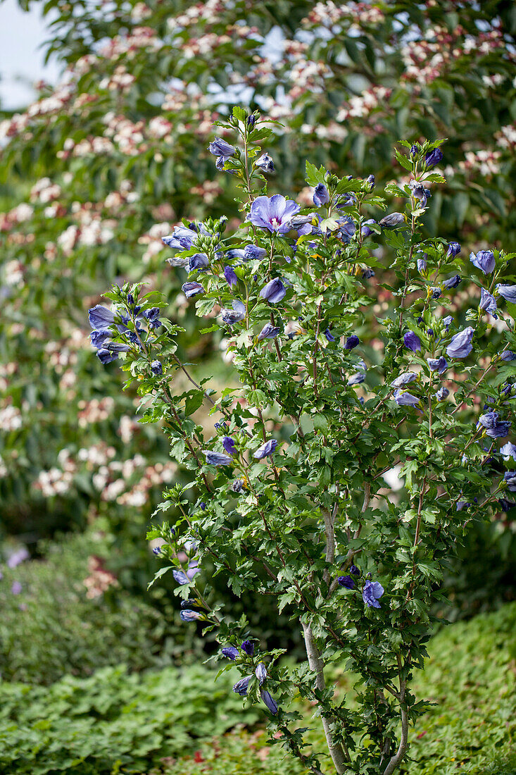 Hibiscus syriacus 'Oiseau Bleu'