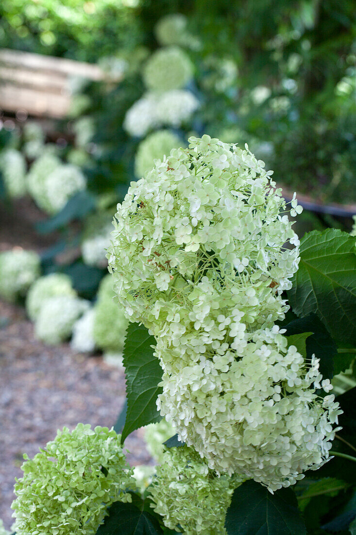 Hydrangea arborescens 'Annabelle'