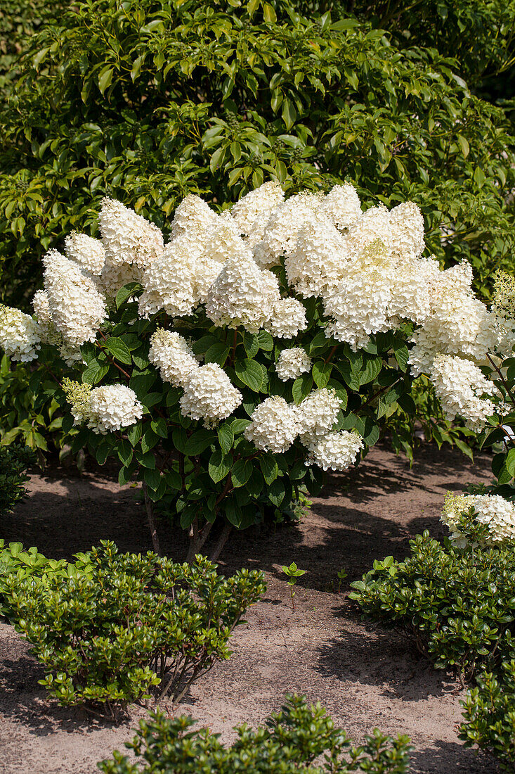 Hydrangea paniculata Silver Dollar