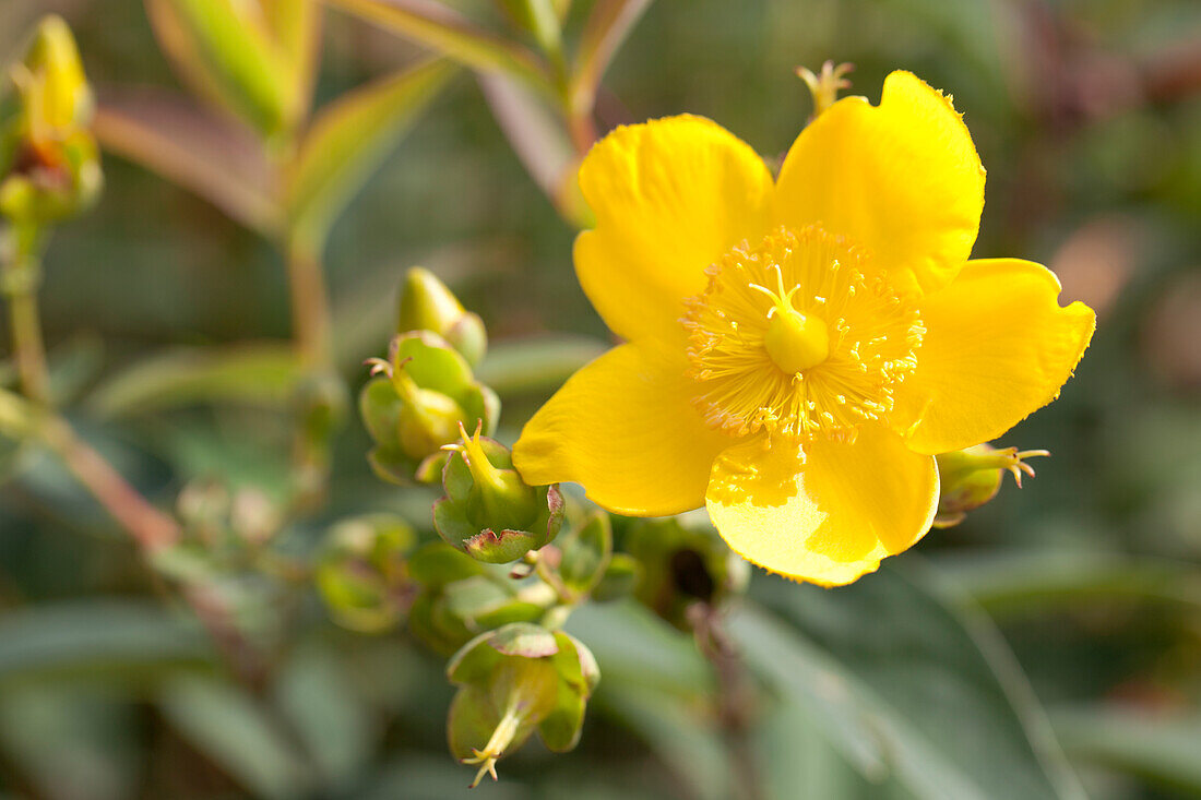 Hypericum patulum