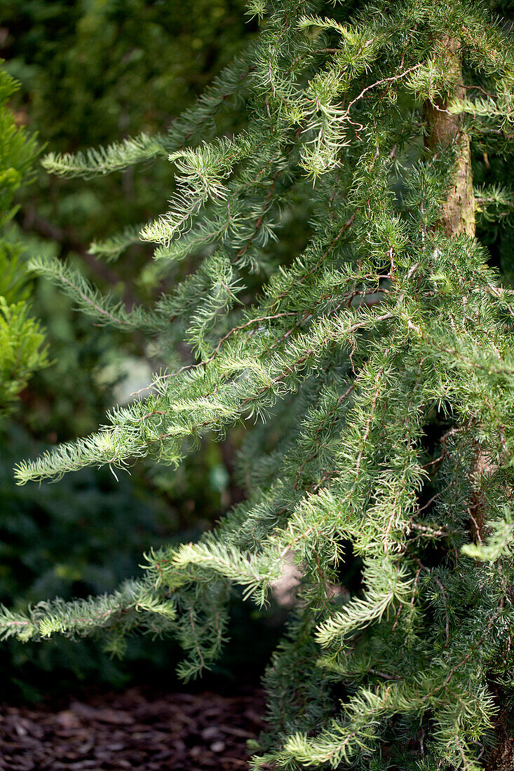 Larix kaempferi 'Diana'