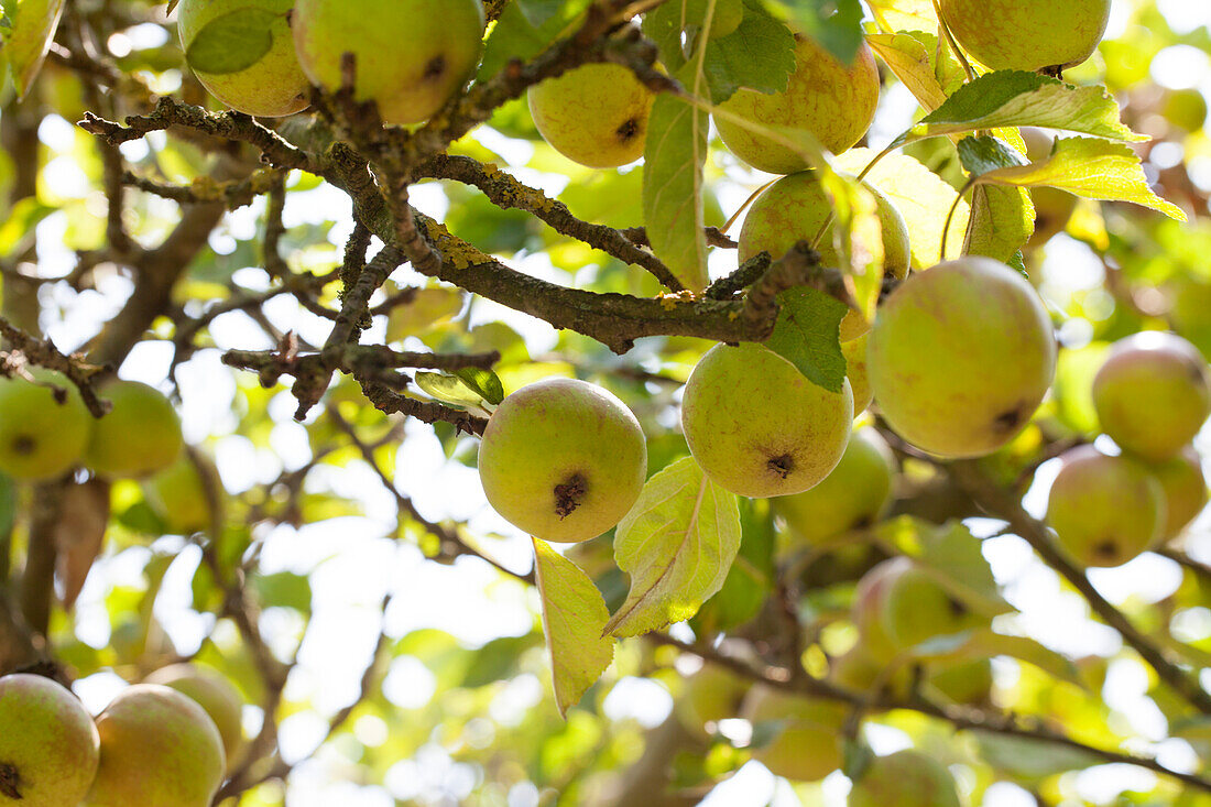 Malus domestica 'Purple Cousinot