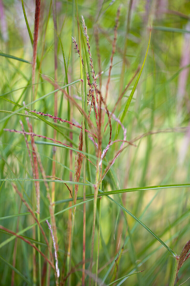 Miscanthus sinensis 'Kleine Fontäne'