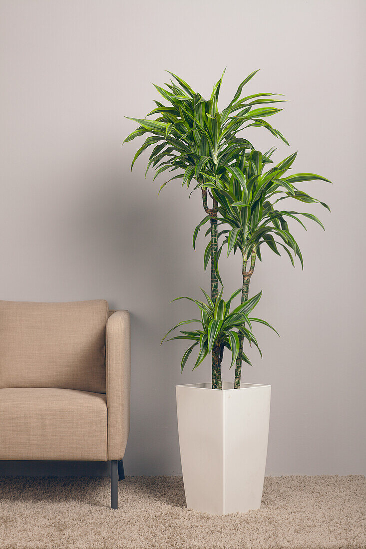 Dracaena fragrans 'Lemon Lime