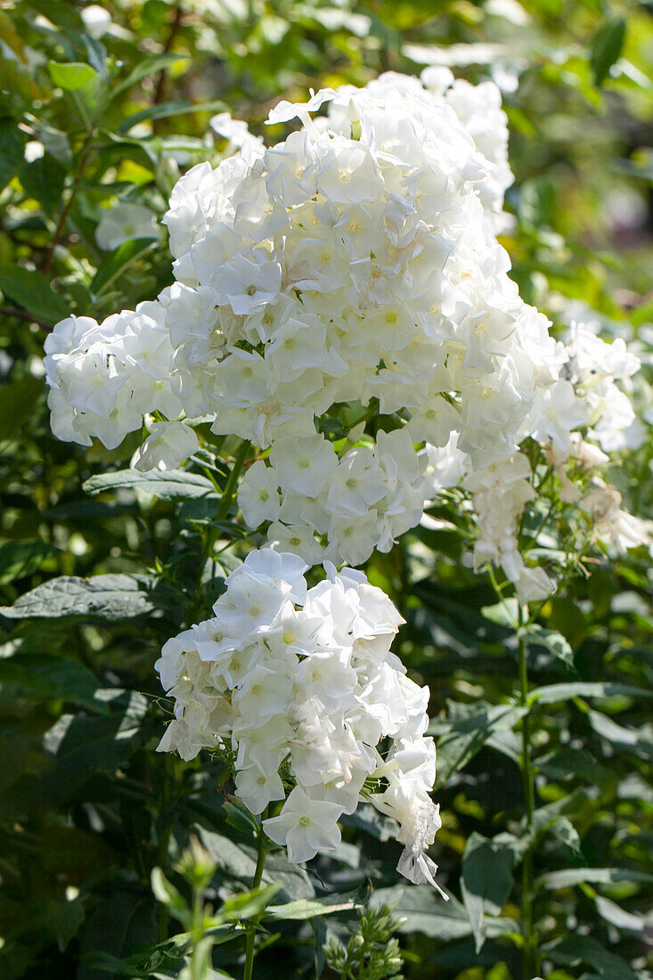 Phlox paniculata, weiß