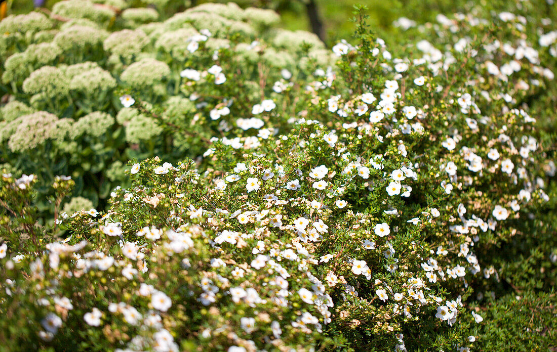 Potentilla fruticosa, weiß