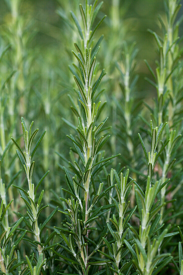 Rosmarinus officinalis 'Arp'