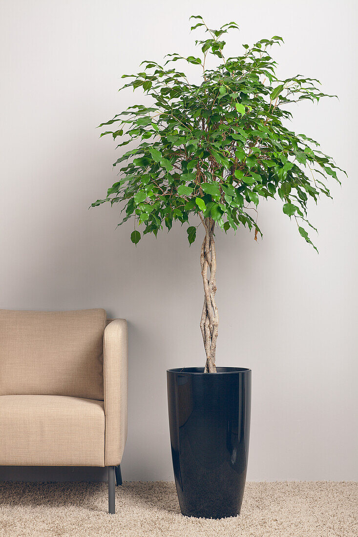 Ficus benjamina, stem