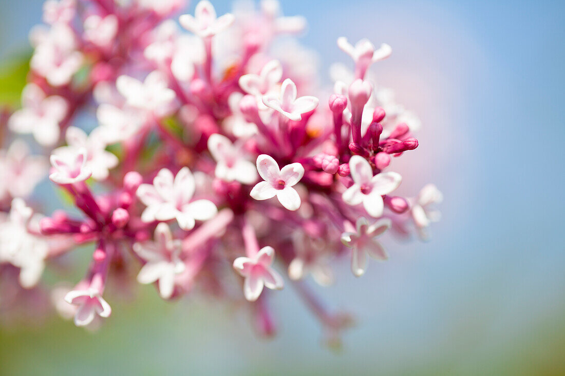 Syringa microphylla 'Superba'