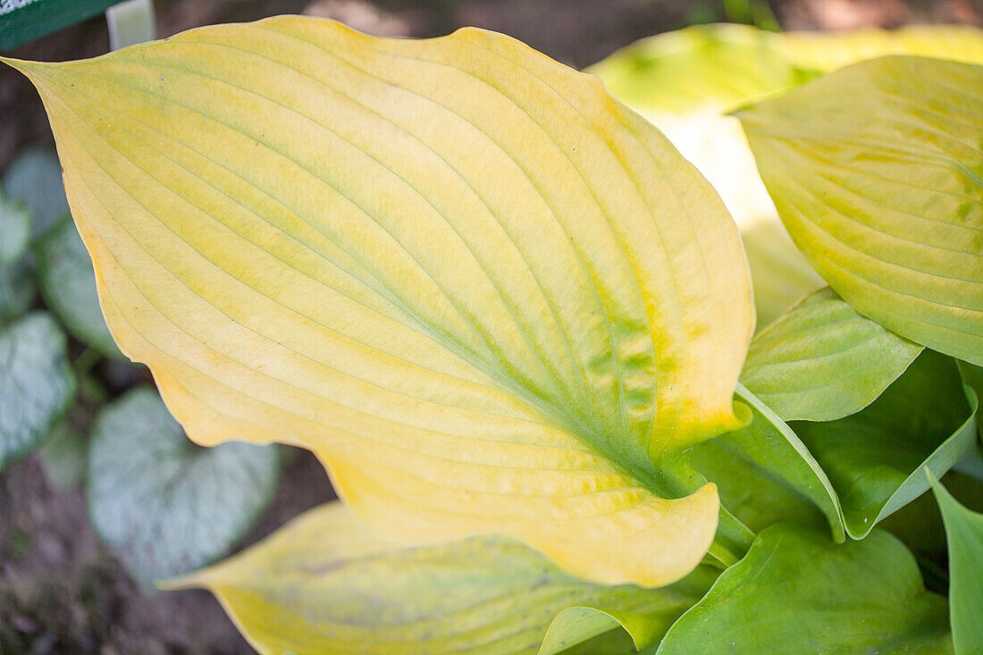 Hosta