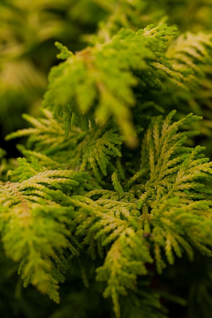 Chamaecyparis obtusa 'Fernspray Gold' (German)