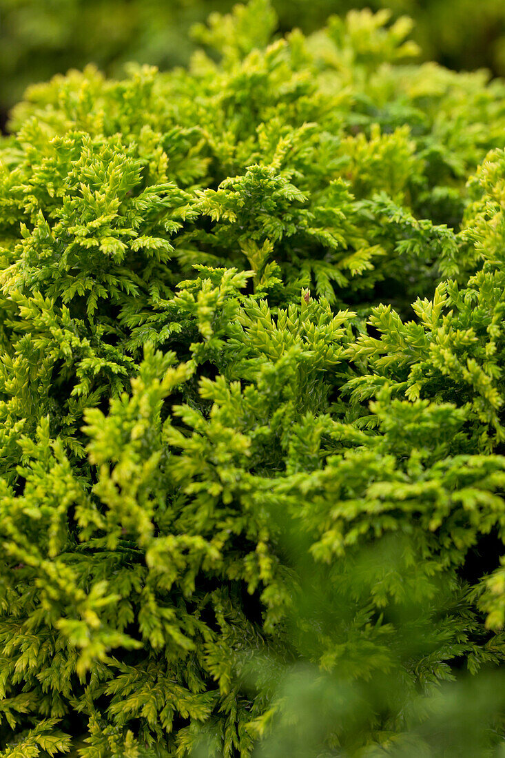 Chamaecyparis pisifera 'Golden Pincushion'