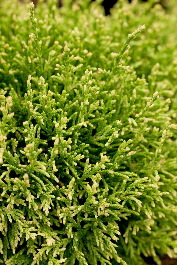 Chamaecyparis pisifera 'White Pygmy'