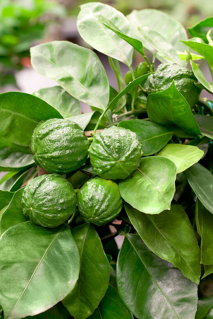 Citrus x aurantium 'Corrugato'