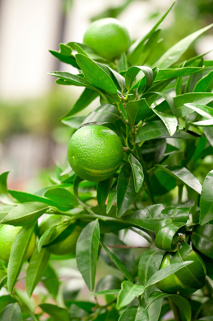 Citrus x aurantium 'Clementino'