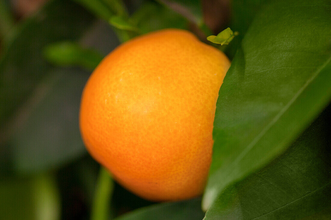 Citrus sinensis