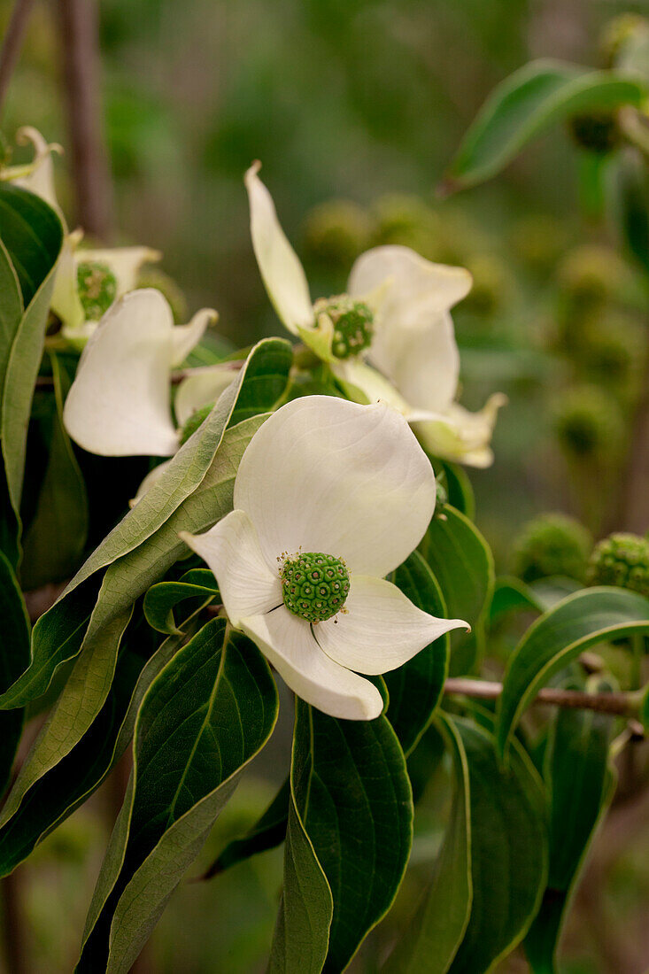 Cornus kousa chinensis China Girl