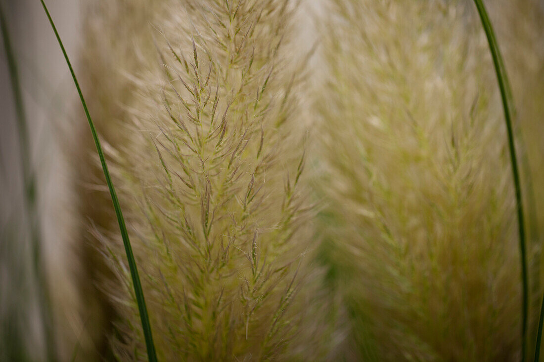 Cortaderia sellona 'Evita(R)'