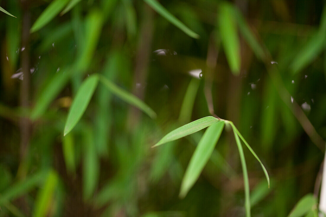 Fargesia 'Jiu' (Jiuzhaigou)