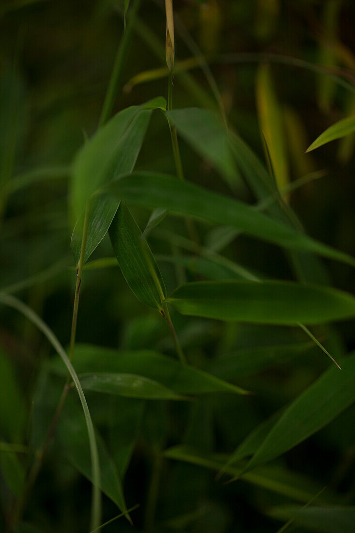 Fargesia nitida 'Great Wall