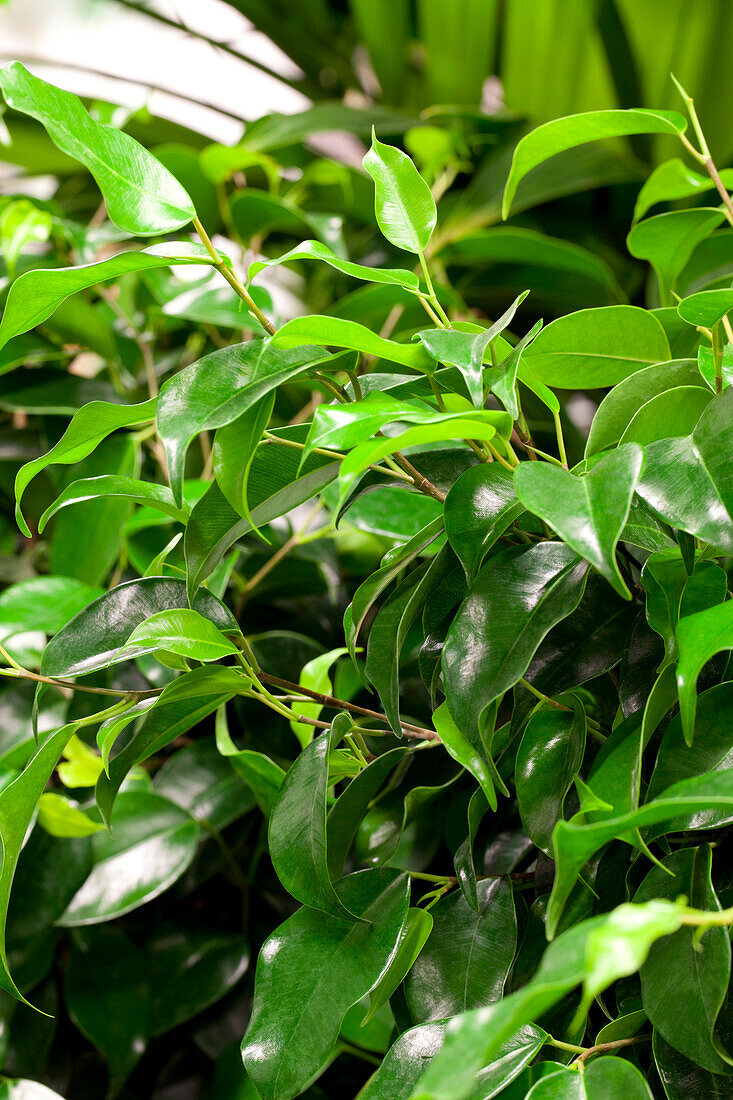 Ficus benjamina 'Danielle'