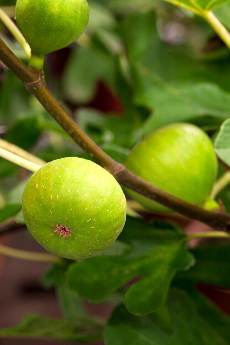 Ficus carica 'Bornholmfeige'