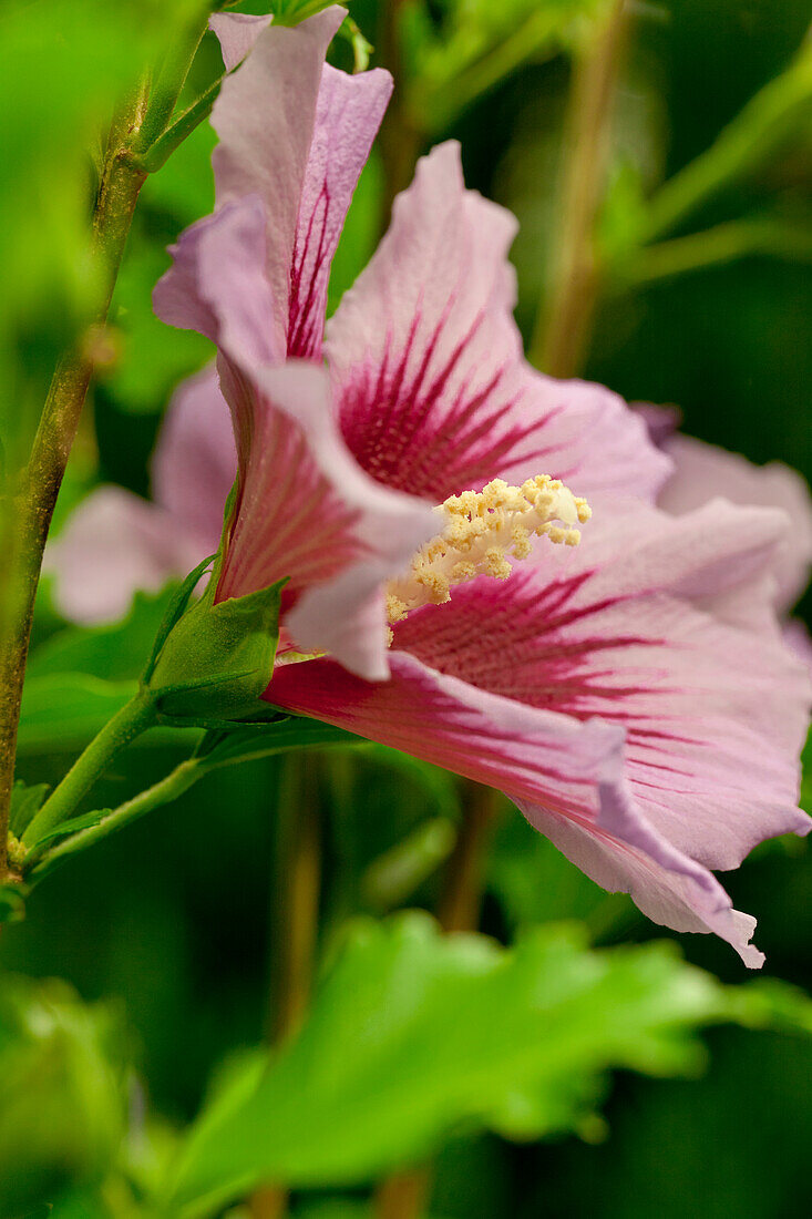 Hibiscus syriacus