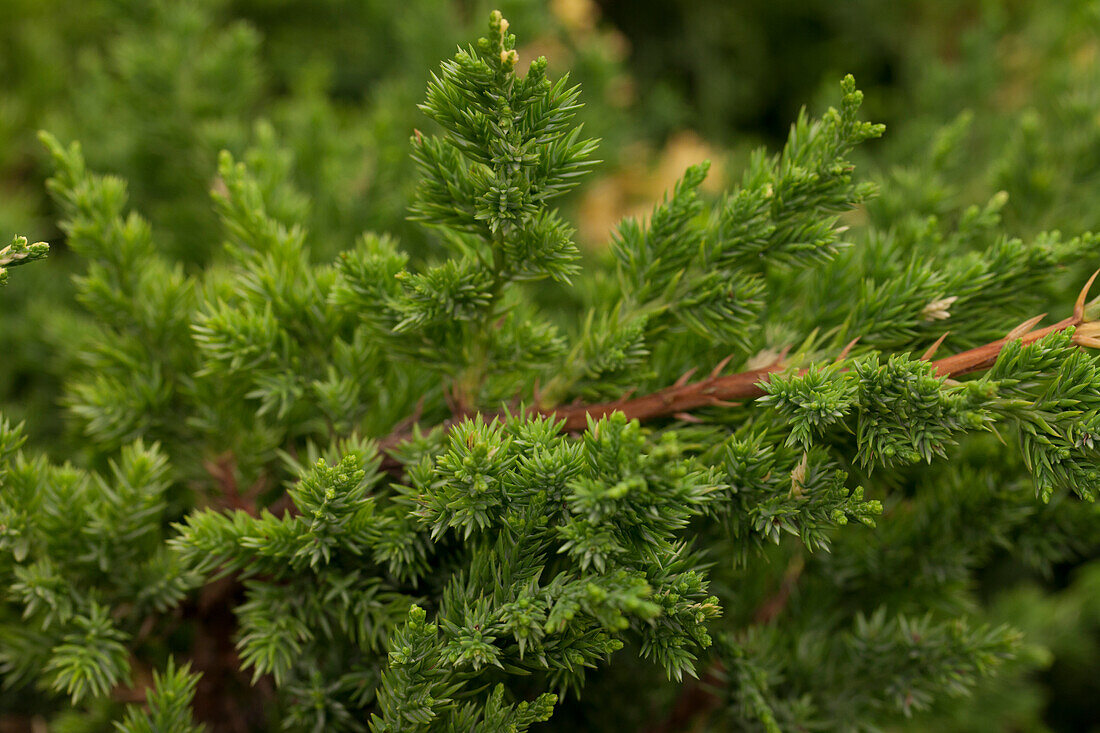 Juniperus chinensis 'Expansa Variegata