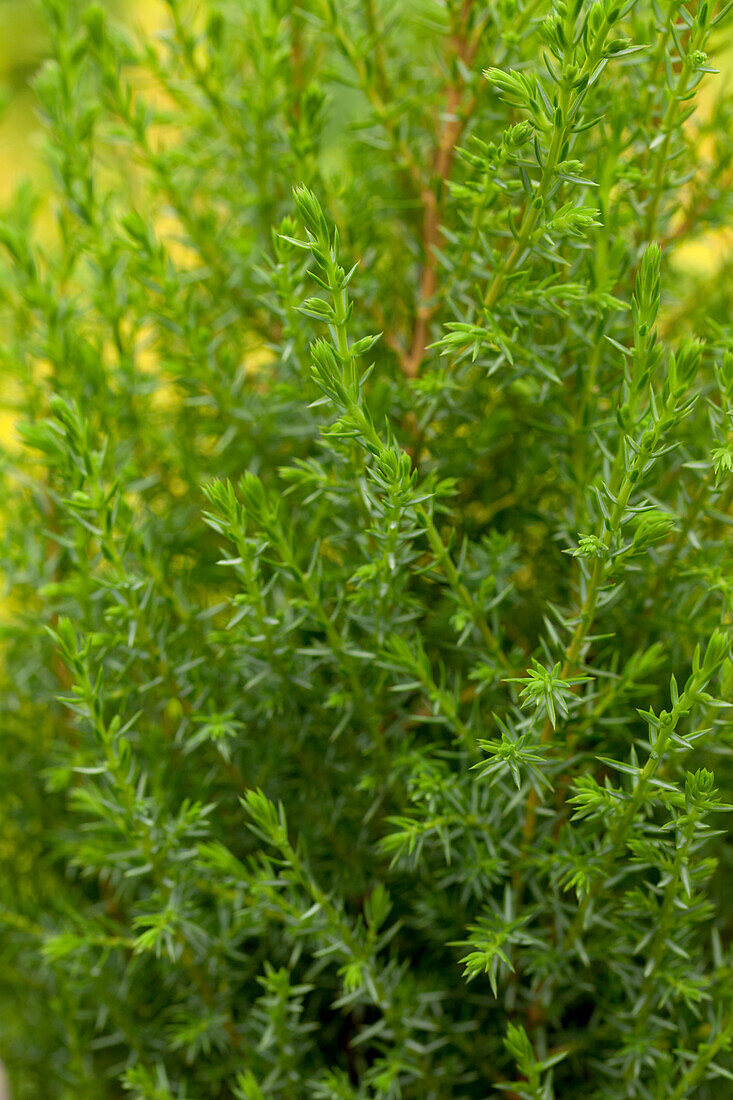 Juniperus communis 'Compressa'