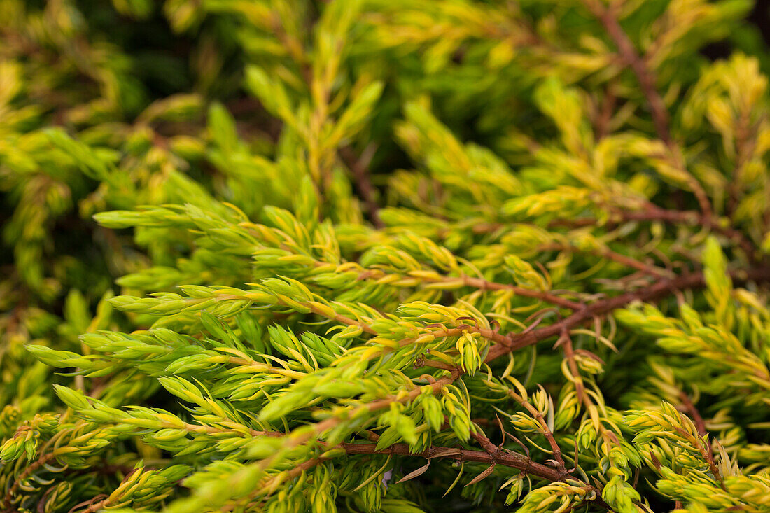 Juniperus communis 'Goldschatz' (Gold Treasure)