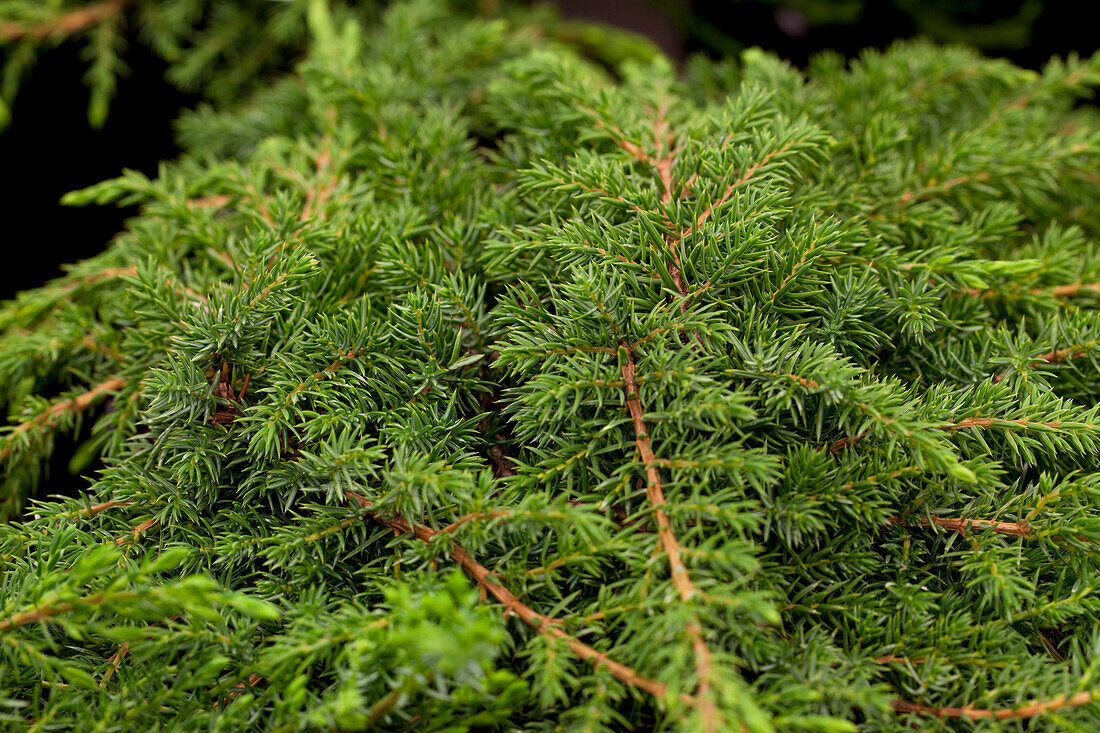 Juniperus communis Green Carpet