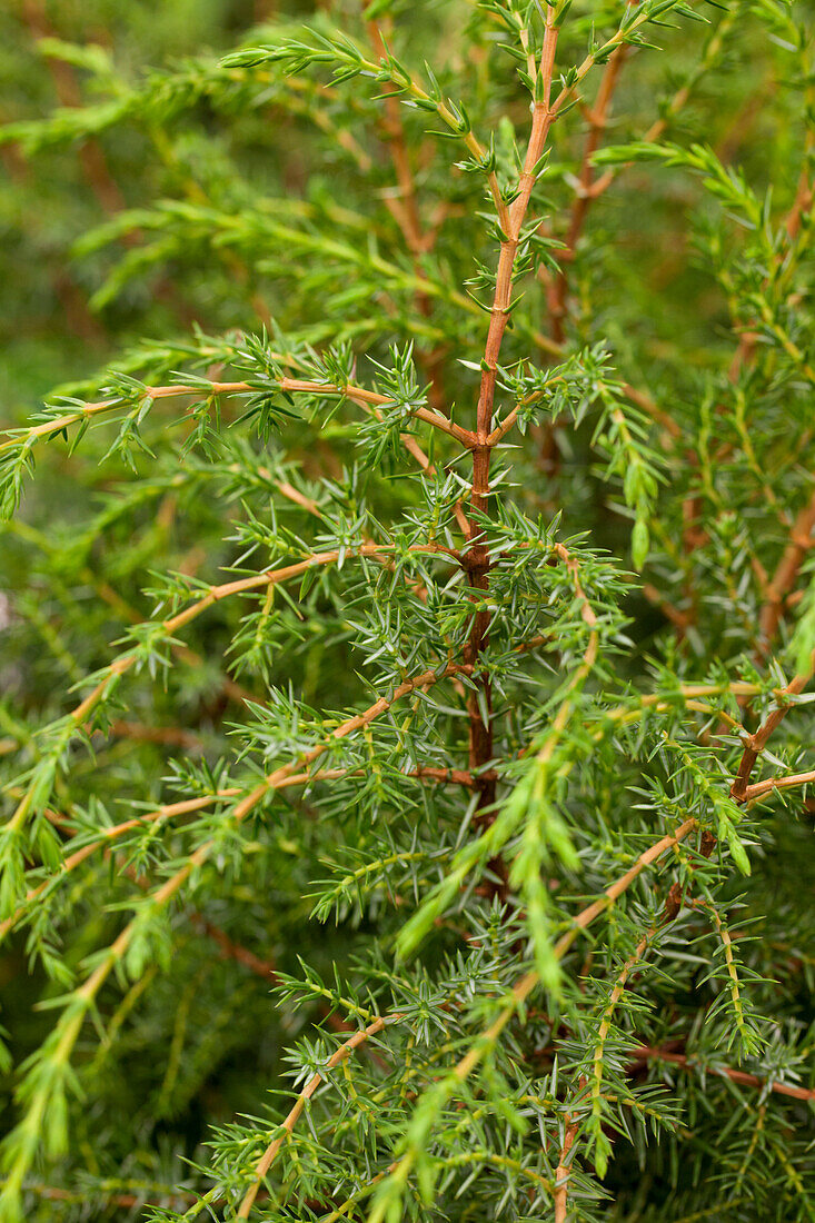 Juniperus communis 'Hibernica