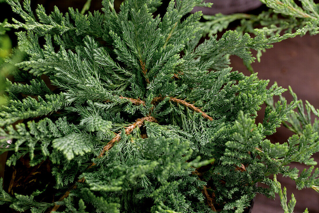 Juniperus horizontalis 'Blue Chip