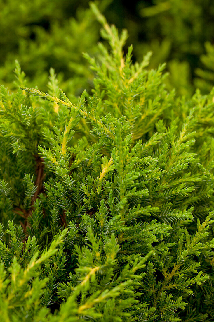 Juniperus x pfitzeriana 'Golden Cushion' (German)