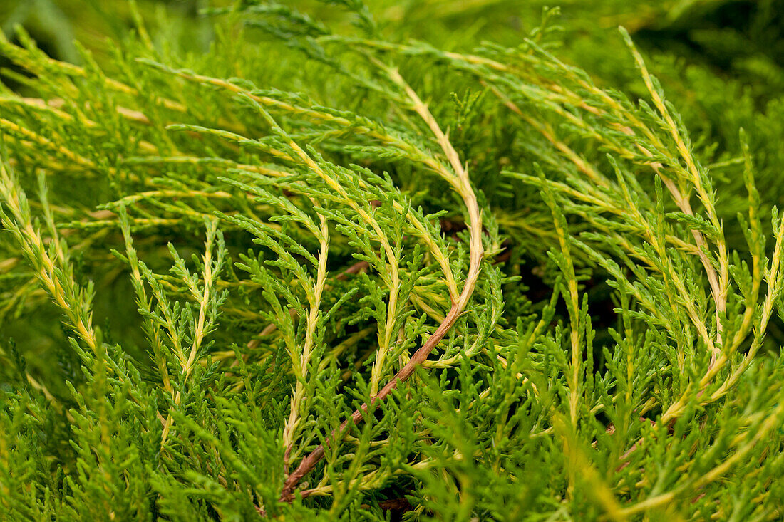 Juniperus x pfitzeriana 'Pfitzeriana Aurea