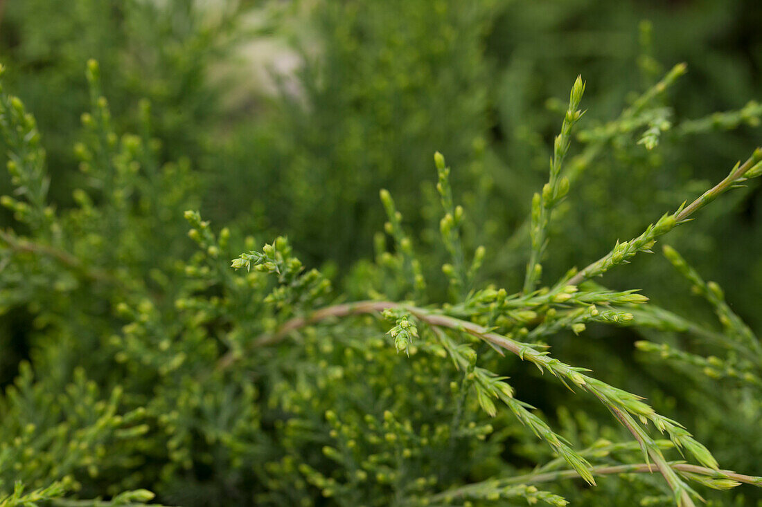 Juniperus virginiana 'Hetzii