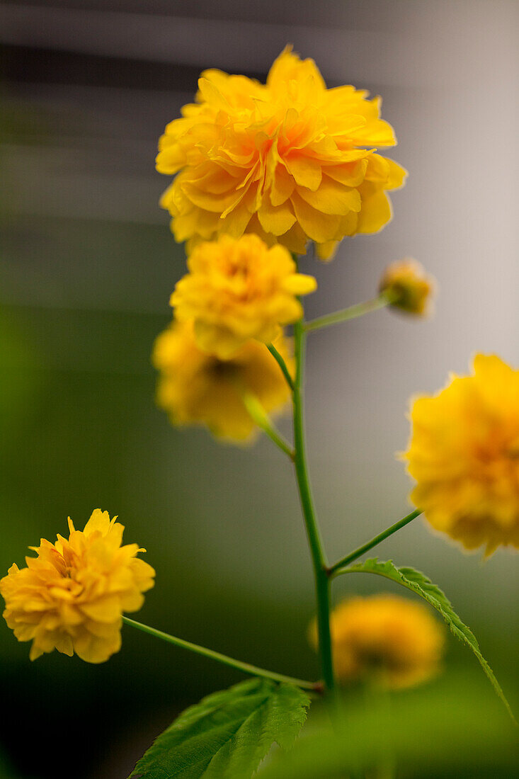 Kerria japonica Pleniflora