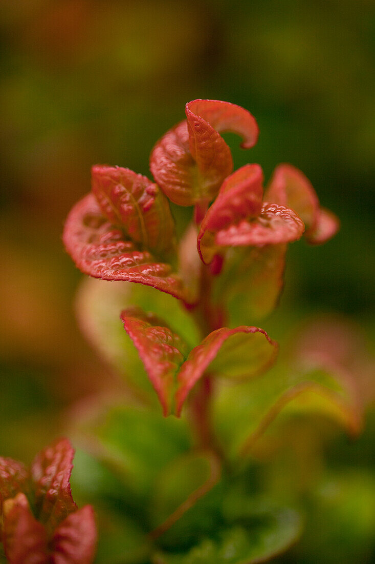 Leucothoe axillaris 'Curly Red'®