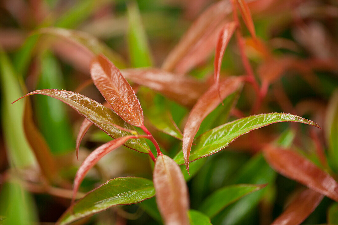 Leucothoe keiskei 'Burning Love' (s)