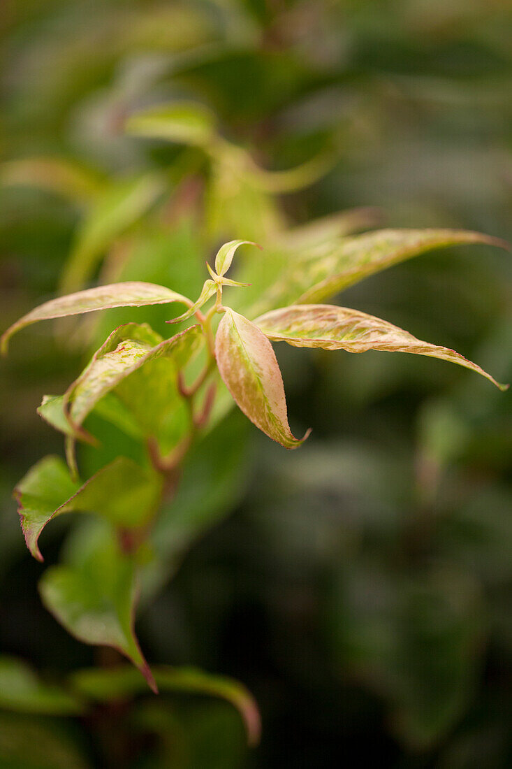 Leucothoe walteri 'Rainbow'