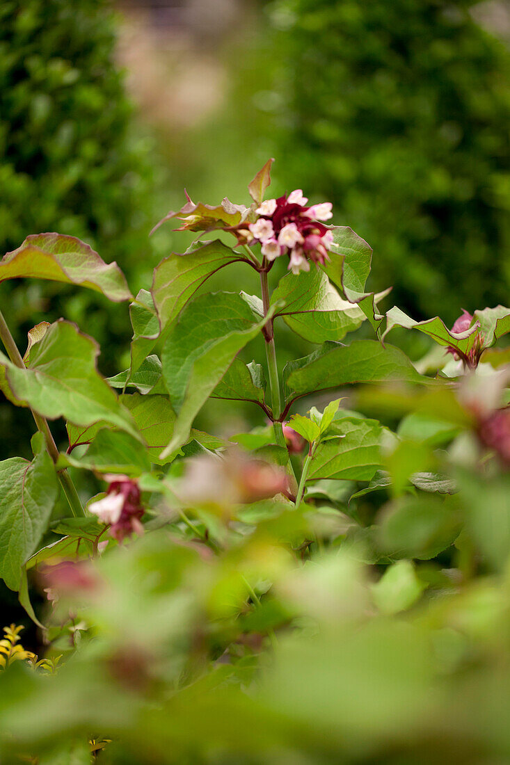 Leycesteria formosa 'Purple Rain'