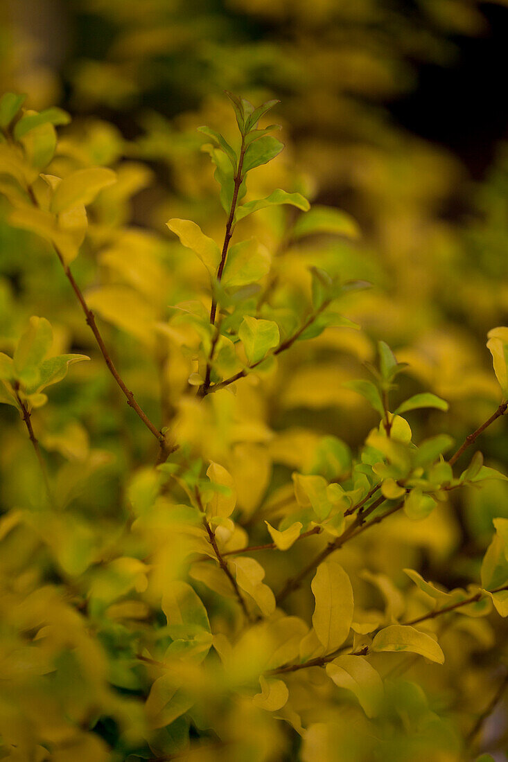 Ligustrum ovalifolium 'Lemon and Lime'