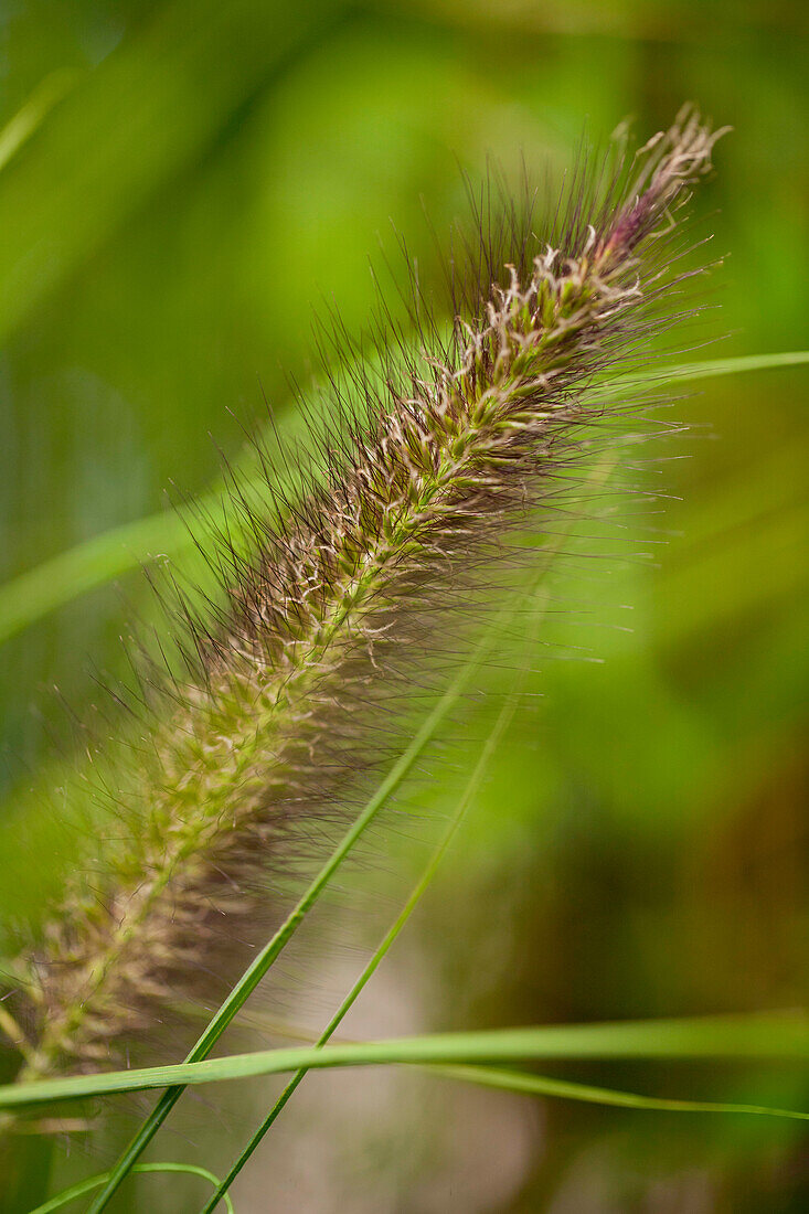 Pennisetum alopecuroides var. viridescens