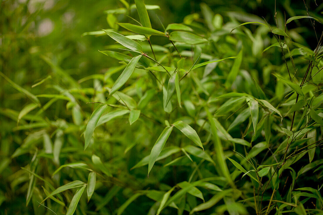 Phyllostachys aureosulcata 'Alata'