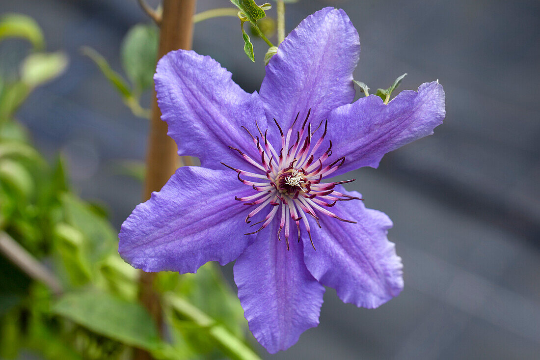 Clematis Boulevard® 'Guiding Promise'