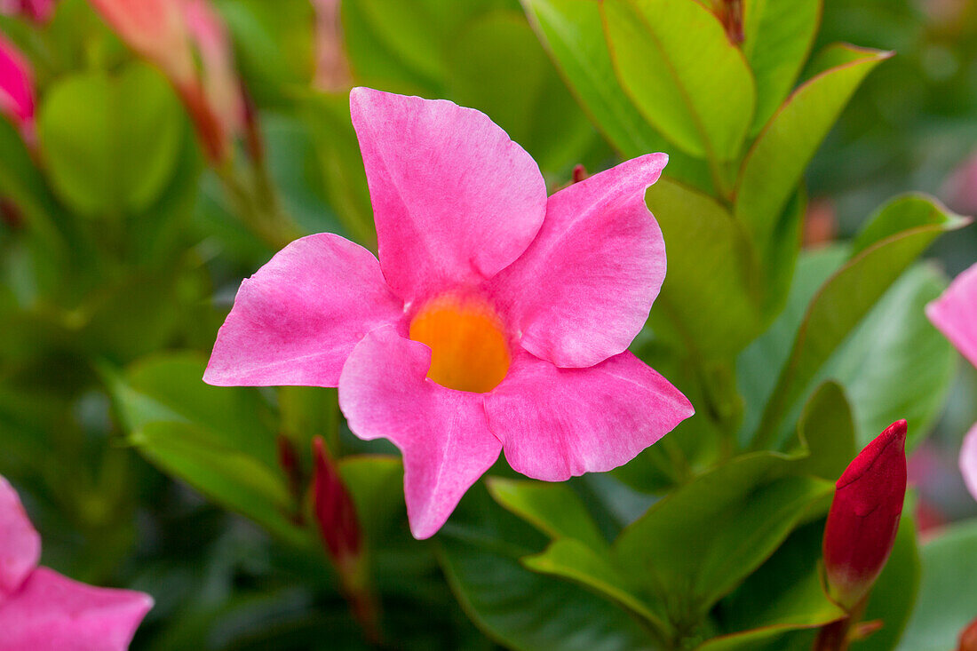 Mandevilla sanderi 'Diamantina® Jade Pink'