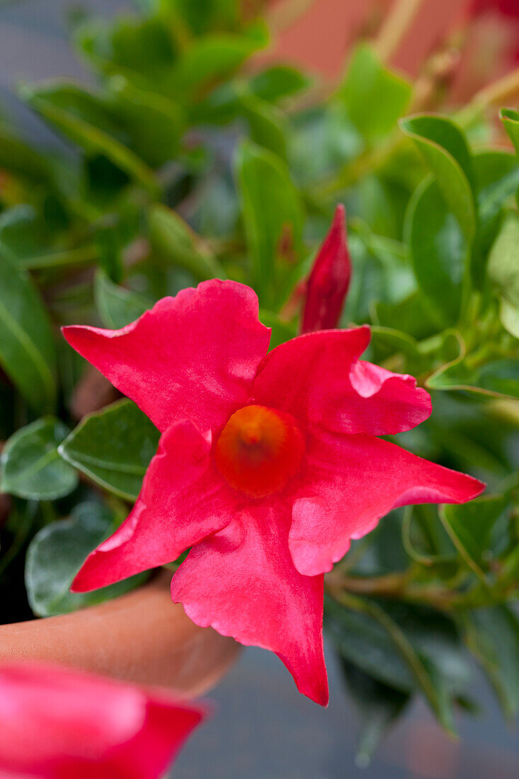 Mandevilla sandari 'Diamantina® Rubis Fuchsia'