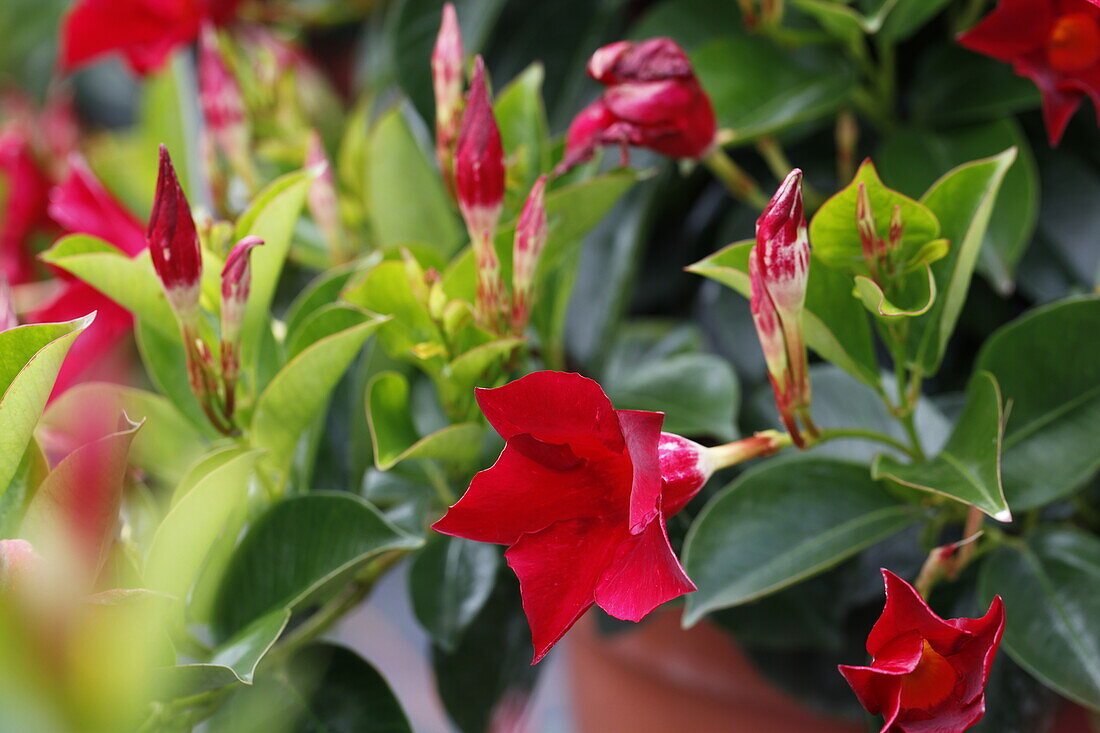 Mandevilla hybr. (Dipladenia) Rio Deep Red