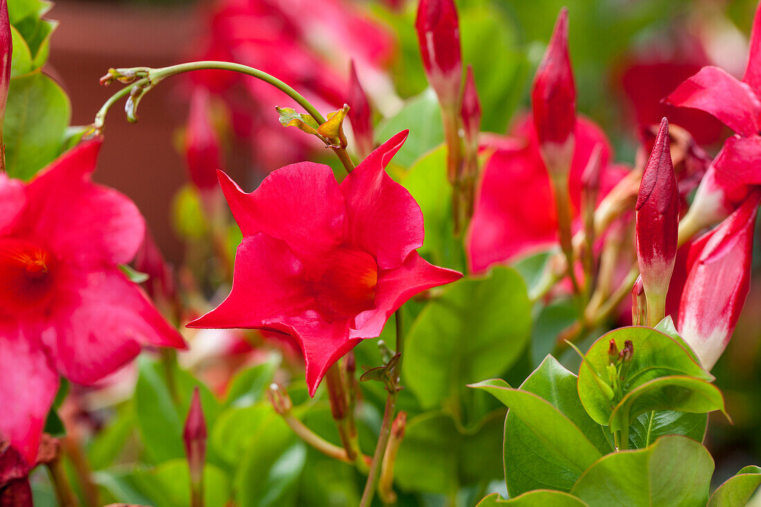 Mandevilla sanderi Sundaville® Rio Hot Pink