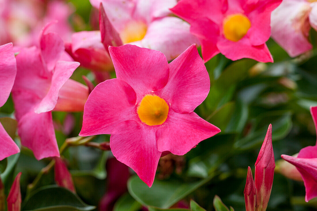 Mandevilla sanderi Sundaville® 'Rio Hot Pink'